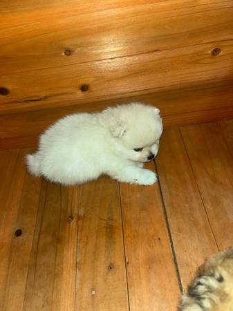 Cachorros de Pomerania - perro (Nueva Orleans)63904507201027123