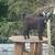 Goats for sale 7 thumbnail