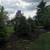 EVERGREEN SCREENING. HEDGES, PRICACY WALLS ETC 15 thumbnail