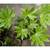 Paper Plants 3 thumbnail