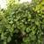 INDOOR SALE SAT 30th SUN 31st MON 1st 7AM-7PM  20+ PLANTS, DINING SET, 1 thumbnail