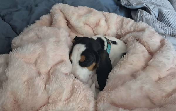 Coonhound puppy (Rock Springs)63843455131011122
