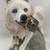American Eskimo by Conversation Concepts DFLS 82 8 thumbnail