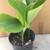 Medicine Turmeric Plants.(Cu Nghe) in 5 Gallon Pot 2 thumbnail