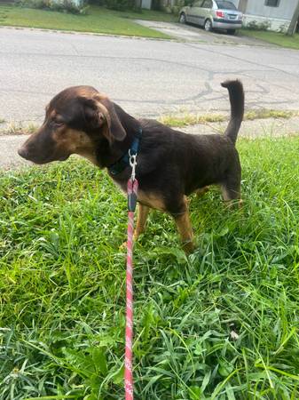 1 year old german sheperd/coonhound (20.00 fee) (Miamitown)63908215833603121