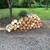 Fire wood 3 thumbnail