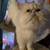 Persian kittens 12 thumbnail