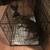 Two-and-half-month-old puppy 2 thumbnail
