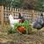 Egg layer chickens 1 thumbnail