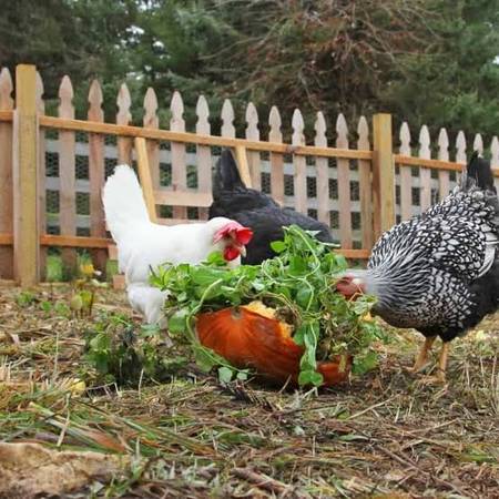 Egg layer chickens 1