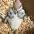 Parrot 3 thumbnail