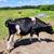 Painted Mini Jersey Bull 1 thumbnail