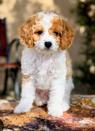 Pup Cavapoo 1