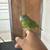 Canary wing 1 thumbnail