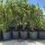 ORGANIC BLUEBERRY BUSHES 3 thumbnail