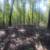 Cabins on 10 acres 6 thumbnail