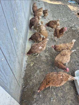 Laying hens (Sacramento)63679413067137121