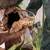 Crested geckos! 12 thumbnail