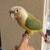 Tame Pineapple Green Cheek Conure 4 thumbnail