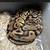 Ball Pythons 2 thumbnail