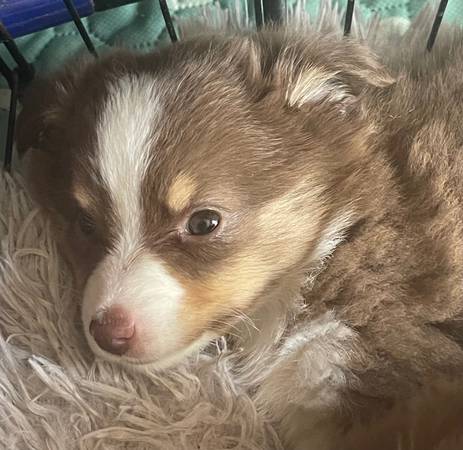 Toy Aussie-Female (Texarkana)63902987880195120