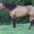 Horses 13 thumbnail