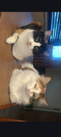 Cats looking for a forever home 1