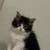 Gatito 3 thumbnail
