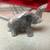 Free Stone Elephant Figurine 2 thumbnail