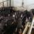 Berkshire pigs/ breeding stock 5 thumbnail