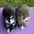 Mini Lop Bunny Rabbit 7 thumbnail