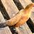 LAYING BANTAM SETS 5 thumbnail
