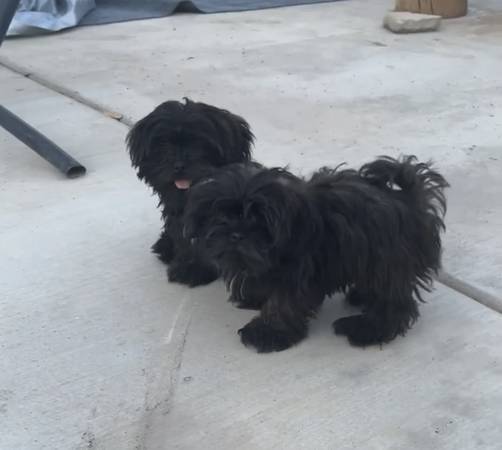 Shih Tzus! 1