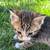 Kitties 2 thumbnail