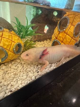Axolotl needing new home (Spring)63859315626753120