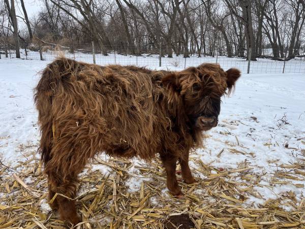 Scottish Highland Purebred Heifers 1