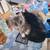 Free kitten 1 thumbnail