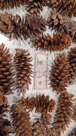 Large Pine Cones 1