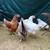 Chicken 7 thumbnail