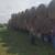 Big Round Bales Hay Brome/Red Clover/Orchard Grass 6 thumbnail