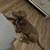 Free puppy 1 thumbnail