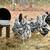 ermine and black ameraucana pair    hen and rooster pairs 3 thumbnail