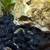 Assassin Snails $1 Each 3 thumbnail