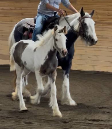 Registered Gypsy Vanner filly 1