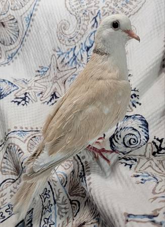 Gorgeous Ringneck Dove 1