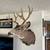 Deer shoulder mounts 4 thumbnail