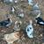 Muscovy ducks 2 thumbnail