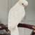 Female Goffins cockatoo 4 thumbnail