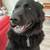 Solid black german shepard 3 thumbnail