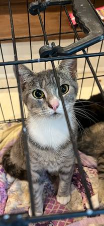 fat healthy kittens need good homes asap! (chehalis)64293517718146122